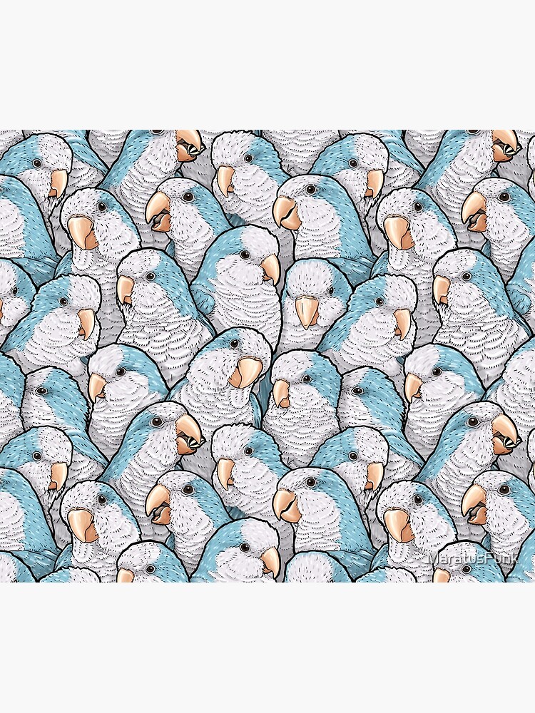 Blue Quaker Parrots by MaratusFunk