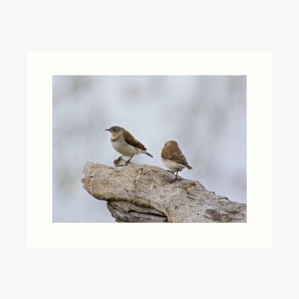 CHAT ~ White-fronted Chat Imm. YufjVuVE by David Irwin Art Print