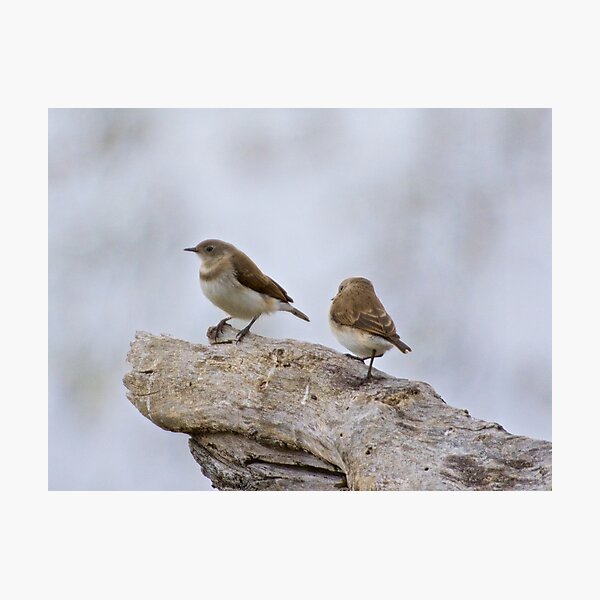 CHAT ~ White-fronted Chat Imm. by David Irwin Photographic Print