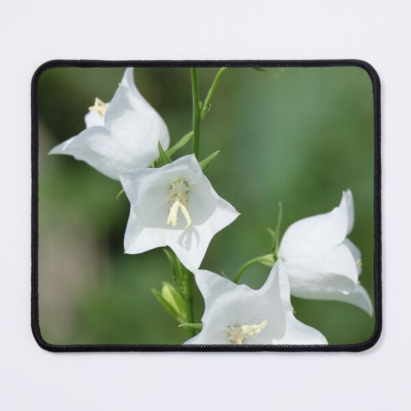 Item preview, campanula designed and sold by markspics.