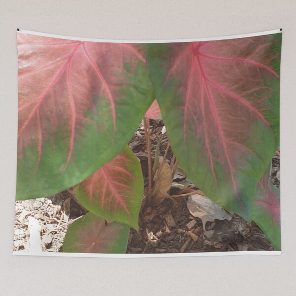 Item preview, Angel Wings Caladium Plant designed and sold by Bennymp.