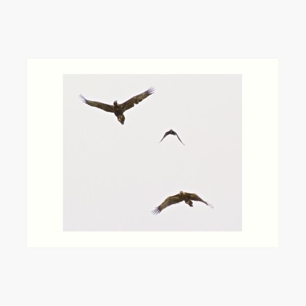 RAPTOR ~ Wedge-tailed Eagle, Forest Raven by David Irwin Art Print