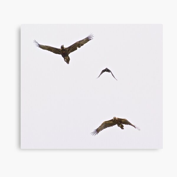 RAPTOR ~ Wedge-tailed Eagle R54TY86W, Forest Raven by David Irwin Canvas Print