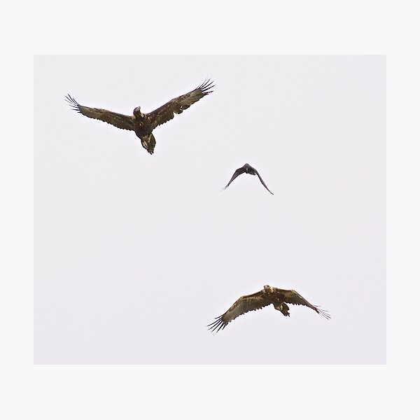 RAPTOR ~ Wedge-tailed Eagle R54TY86W, Forest Raven by David Irwin Photographic Print