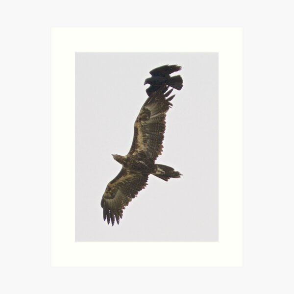 RAPTOR ~ Wedge-tailed Eagle QUVY27PN, Forest Raven by David Irwin Art Print