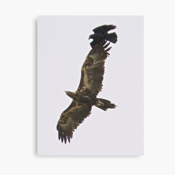 RAPTOR ~ Wedge-tailed Eagle QUVY27PN, Forest Raven by David Irwin Canvas Print
