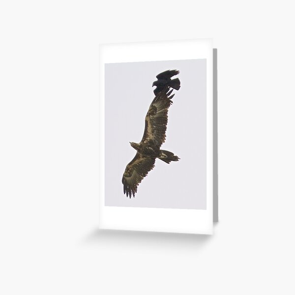 RAPTOR ~ Wedge-tailed Eagle QUVY27PN, Forest Raven by David Irwin Greeting Card