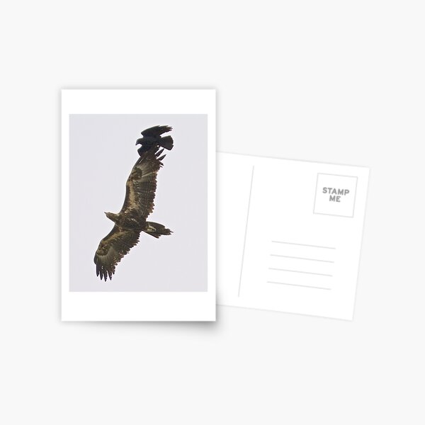 RAPTOR ~ Wedge-tailed Eagle QUVY27PN, Forest Raven by David Irwin Postcard