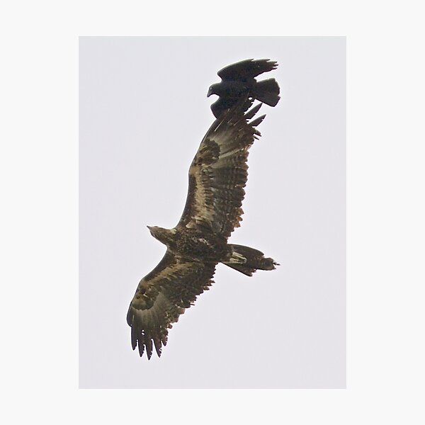 RAPTOR ~ Wedge-tailed Eagle, Forest Raven by David Irwin Photographic Print