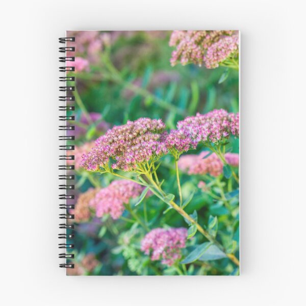 Item preview, Sedum designed and sold by Leslie Banks.