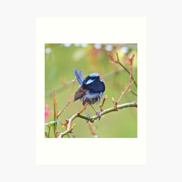WREN ~ Superb Fairy-wren dZQRg2Ak by David Irwin Art Print
