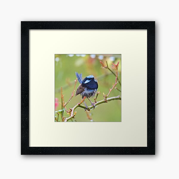 WREN ~ Superb Fairy-wren dZQRg2Ak by David Irwin Framed Art Print