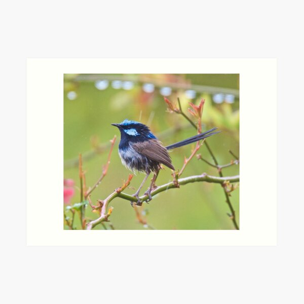 WREN ~ Superb Fairy-wren by David Irwin ~ WO Art Print