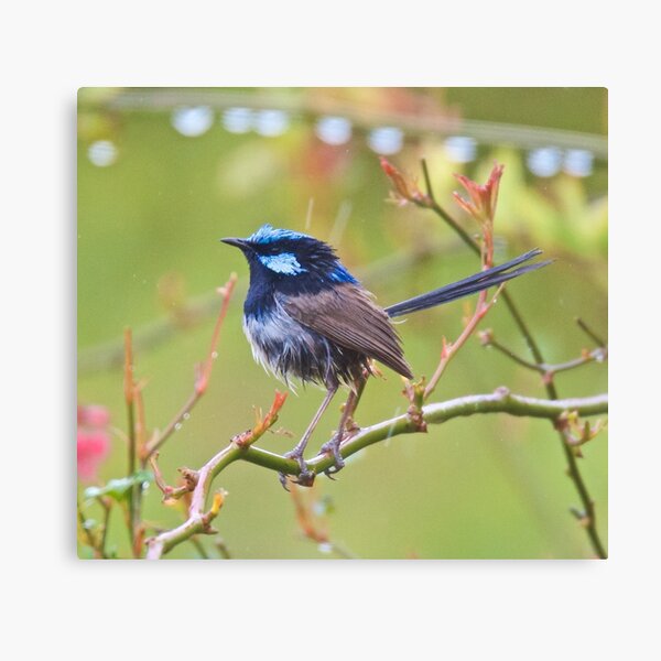 WREN ~ Superb Fairy-wren 52mqZ2QL by David Irwin ~ WO Canvas Print