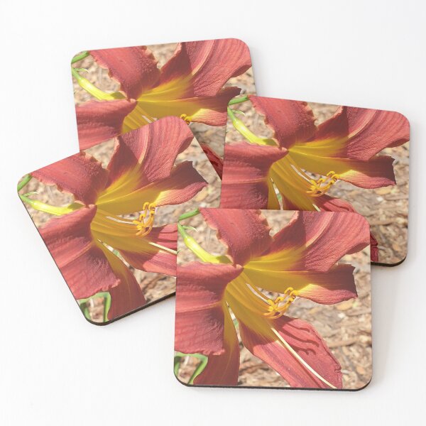 Item preview, Gorgeous Daylily - Hemerocallis Baja designed and sold by Bennymp.