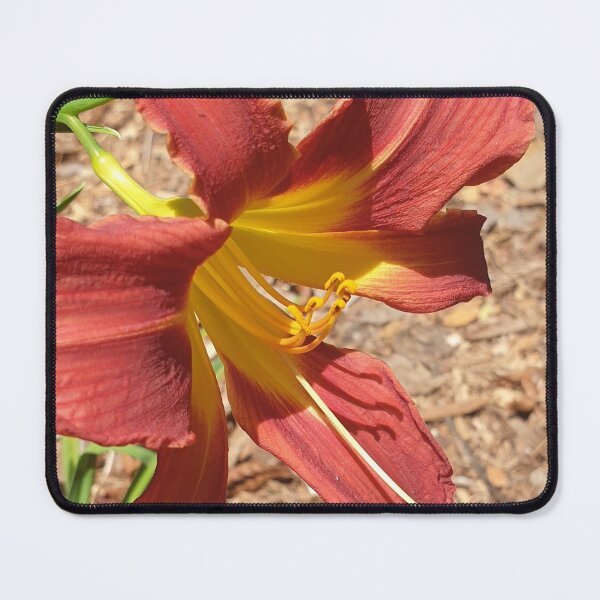 Item preview, Gorgeous Daylily - Hemerocallis Baja designed and sold by Bennymp.