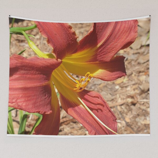 Item preview, Gorgeous Daylily - Hemerocallis Baja designed and sold by Bennymp.