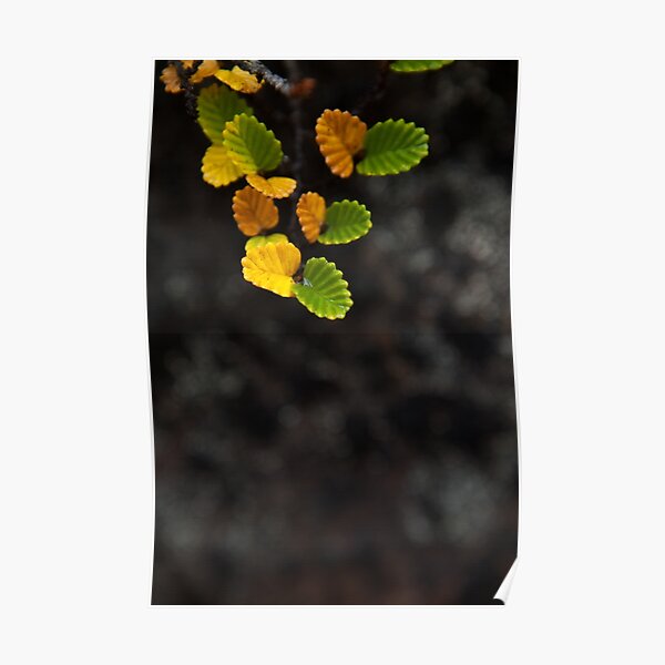 Autumn Fagus, Mt Field Poster