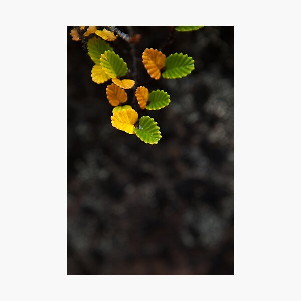 Autumn Fagus, Mt Field Photographic Print