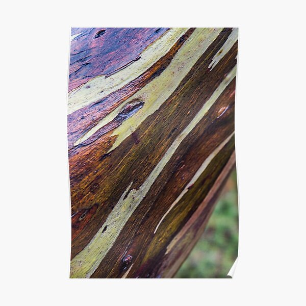 Snow Gum, Lake Dobson Poster