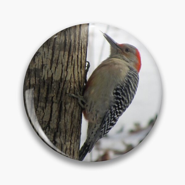 Item preview, Red-bellied Woodpecker sticks out tongue designed and sold by Jean Gregory Evans.