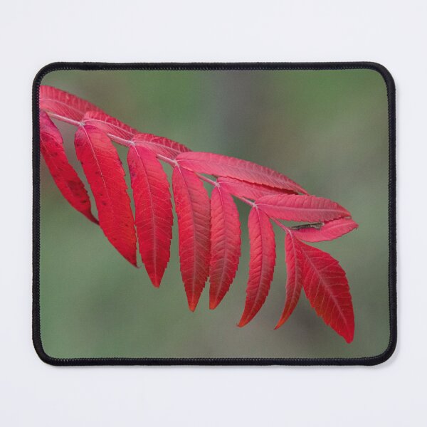 Item preview, Sumac Leaves on the Betty Sutherland Trail Park, Toronto designed and sold by Gerda Grice Photography.