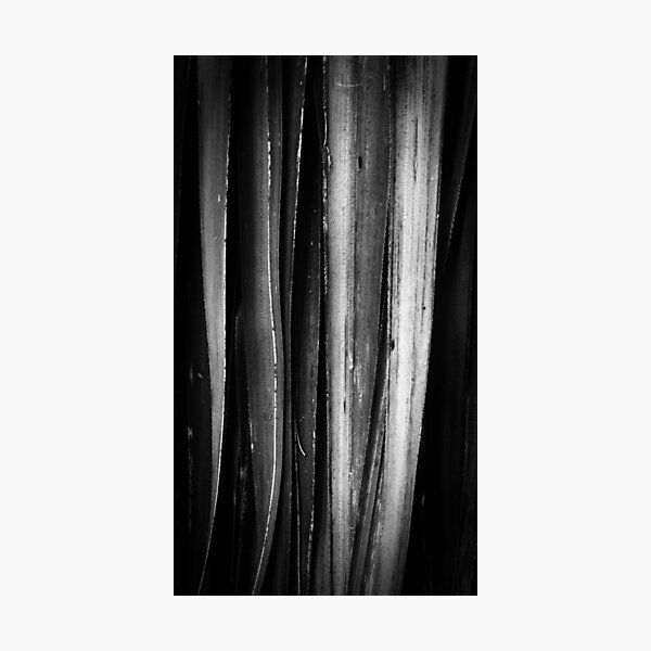 Pandani, Lake Dobson Photographic Print