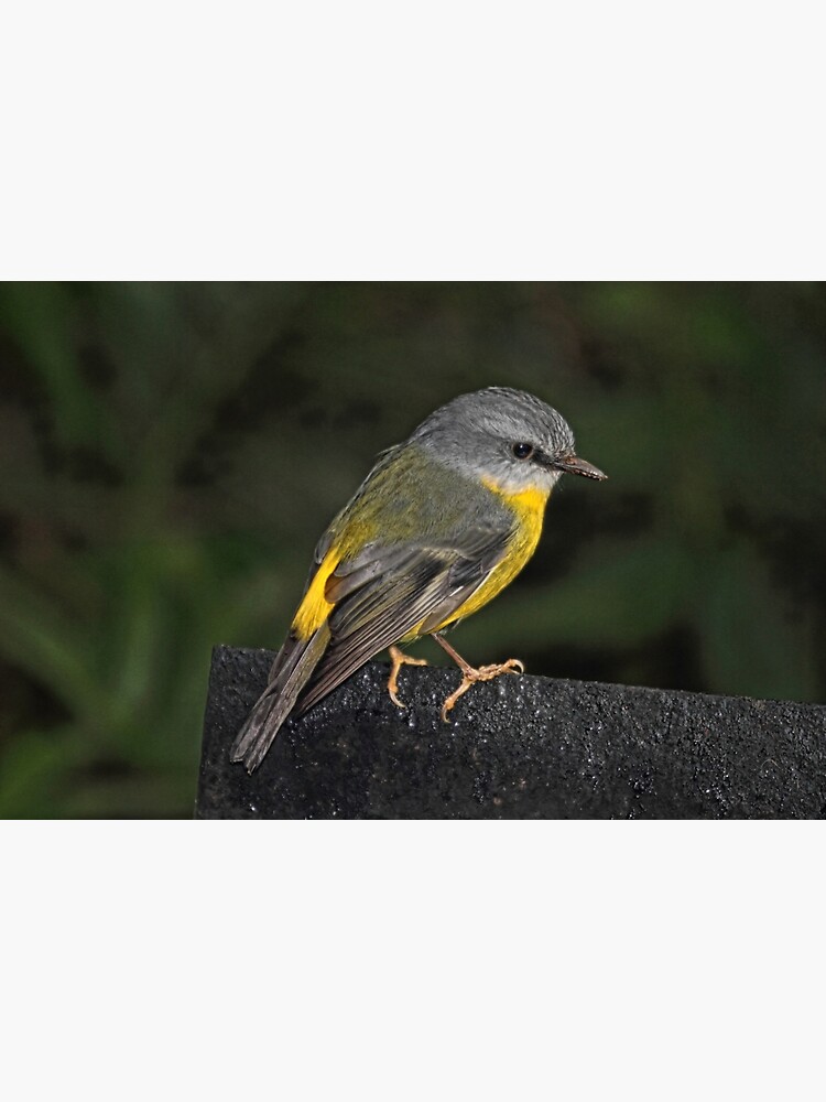 Thumbnail 2 of 2, Laptop Skin, Eastern Yellow Robin designed and sold by theoddshot.