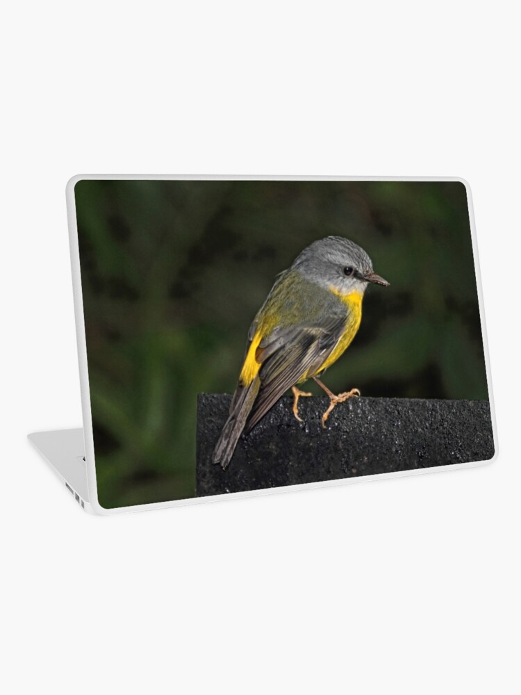Thumbnail 1 of 2, Laptop Skin, Eastern Yellow Robin designed and sold by theoddshot.