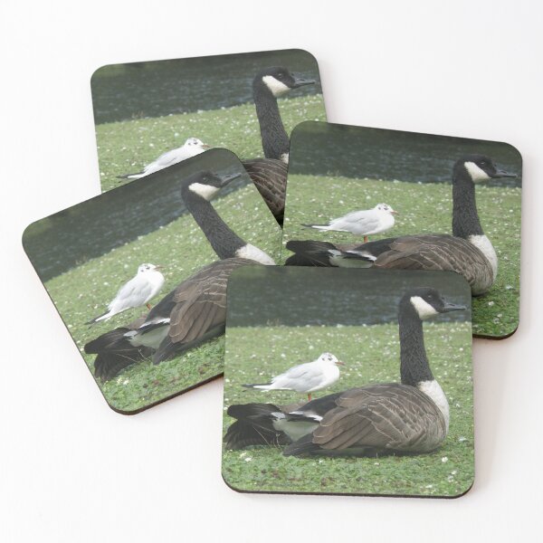 Item preview, Canada Goose and Gull Friend Photograph designed and sold by naturegallery.