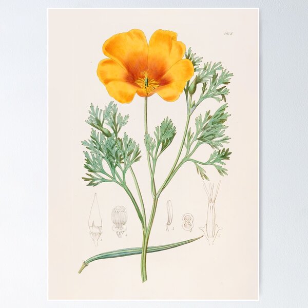 Item preview, California Poppy - Eschscholzia californica designed and sold by FloraObscura.