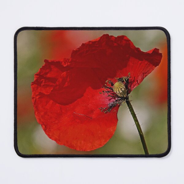Item preview, r3061/ " un Coquelicot, un coup de Vent le Décoiffe ! " par Okaio Créations Olavia - Olao designed and sold by o.okaïo.