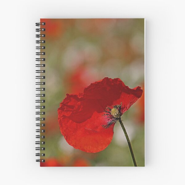 Item preview, r3061/  " un Coquelicot, un coup de Vent le Décoiffe ! "  par Okaio Créations  Olavia - Olao designed and sold by o.okaïo.
