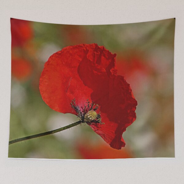 Item preview, r3061/  " un Coquelicot, un coup de Vent le Décoiffe ! "  par Okaio Créations  Olavia - Olao designed and sold by o.okaïo.