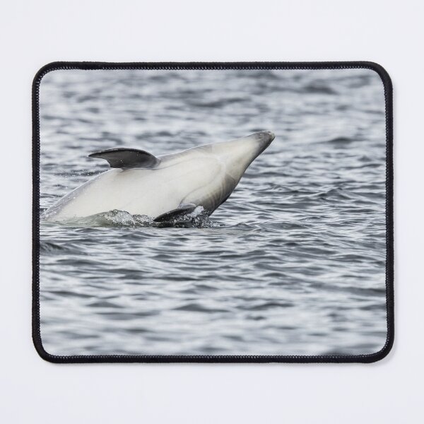 Item preview, Wild bottlenose dolphin designed and sold by chanonry.
