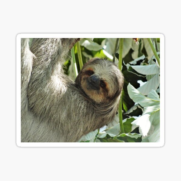 Item preview, Sloth  designed and sold by mnusl.
