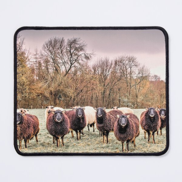 Item preview, Welsh Badger face sheep designed and sold by JEZ22.