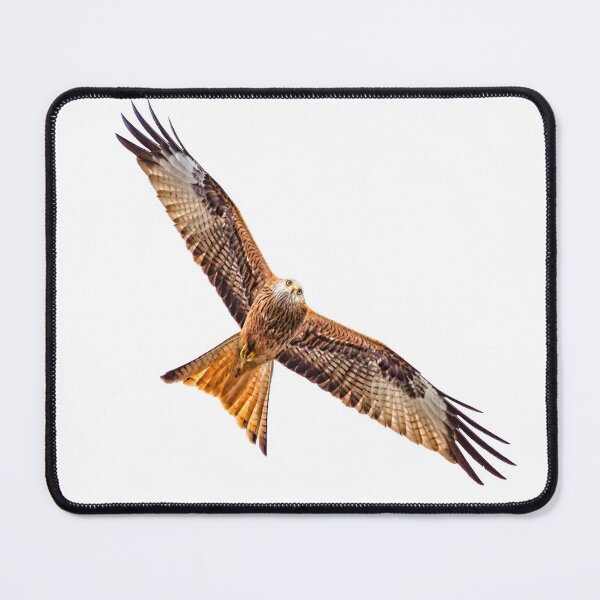Item preview, Red Kite (Milvus milvus) designed and sold by chuckirina.