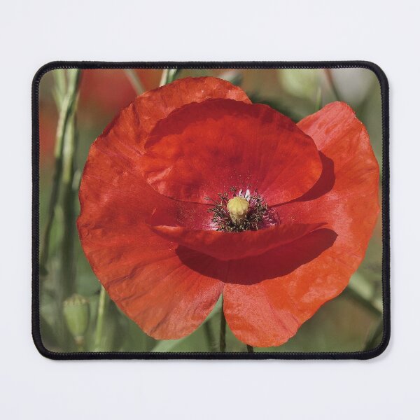 Item preview, r3062/  " un Coquelicot donne un bisous ! "  par Okaio Créations  Olavia - Olao designed and sold by o.okaïo.