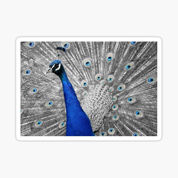 Proud Peacock  Sticker