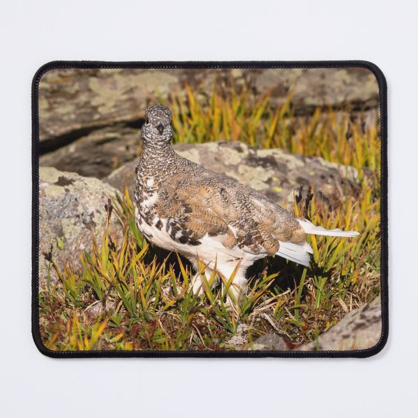 Item preview, White-tailed Ptarmigan on tundra in fall colors designed and sold by Eivor Kuchta.