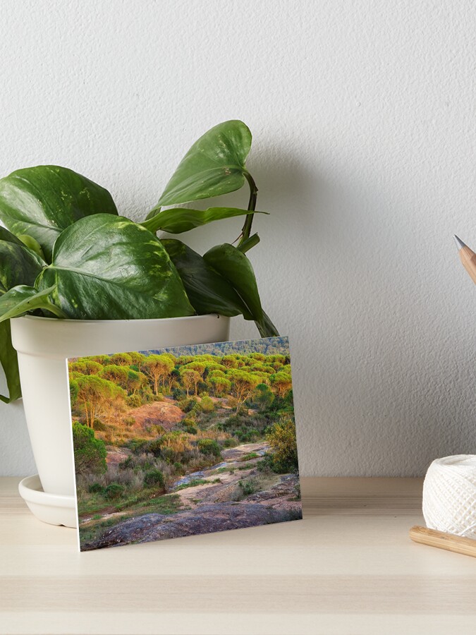 Thumbnail 1 of 2, Art Board Print, Parasol pines forest under the sunset light designed and sold by patmo.