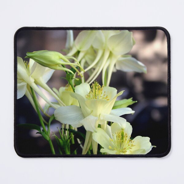 Item preview, A Column Of Creamy Columbines designed and sold by Michael May.