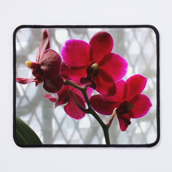 Item preview, What Light Through Yonder Orchid... designed and sold by Michael May.