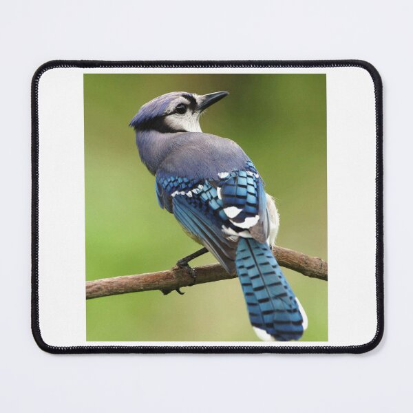 Item preview, Blue Bird  designed and sold by KauriMountain.