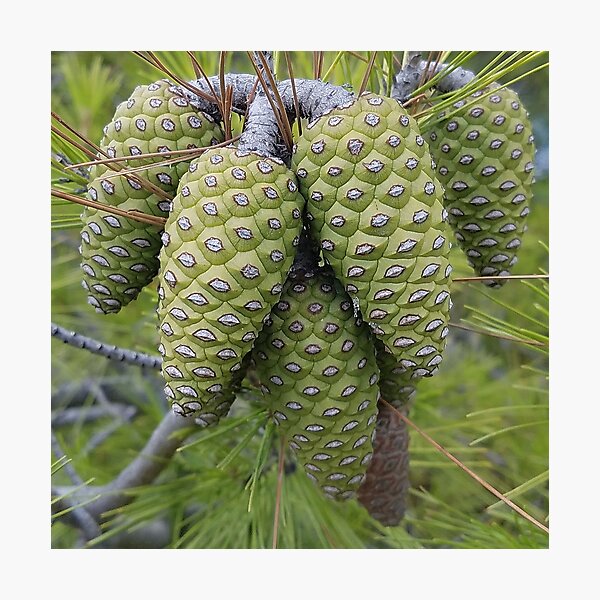 Item preview, Green Pine Cone designed and sold by DesignMore21.