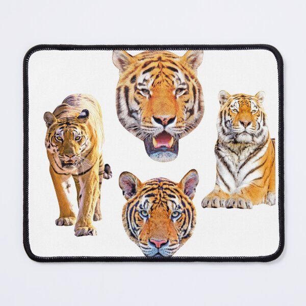 Item preview, Bengal Tigers bundle sticker, Royal Bengal Tiger sticker designed and sold by high-star.