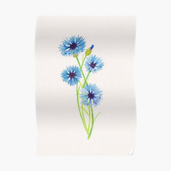 Summertime: blue cornflowers original watercolor art Poster