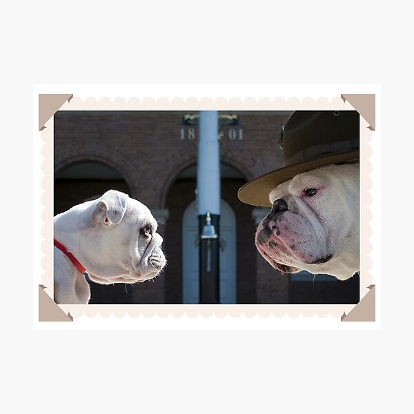 Artikel-Vorschau von Netter Sgt. Chesty XIII, offizielles Maskottchen des US Marine Corps, starrt seinen Nachfolger Recruit Chesty während des Trainings in den Marine Barracks Washington, D.C, designt und verkauft von vhtrocate.