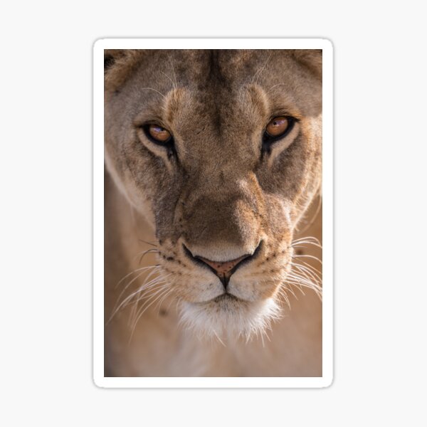 Item preview, Fierce Lioness  designed and sold by newburyboutique.